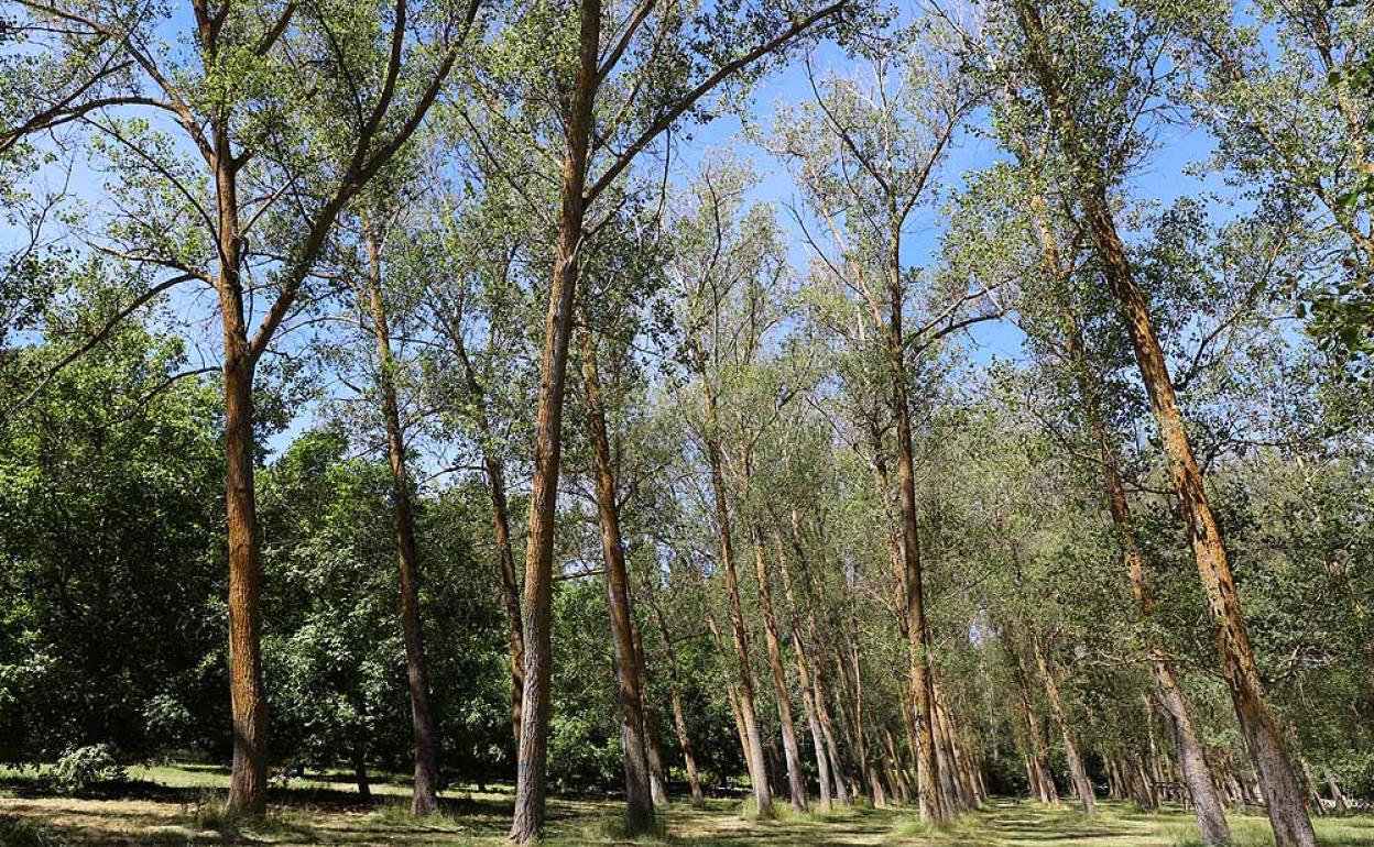 Parque de Fuentes Blancas.