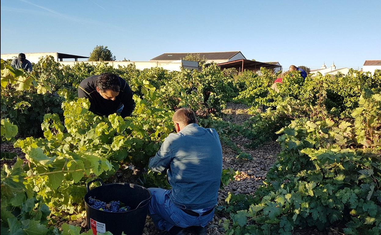 El sector del vino es muy importante en Castilla y León. 