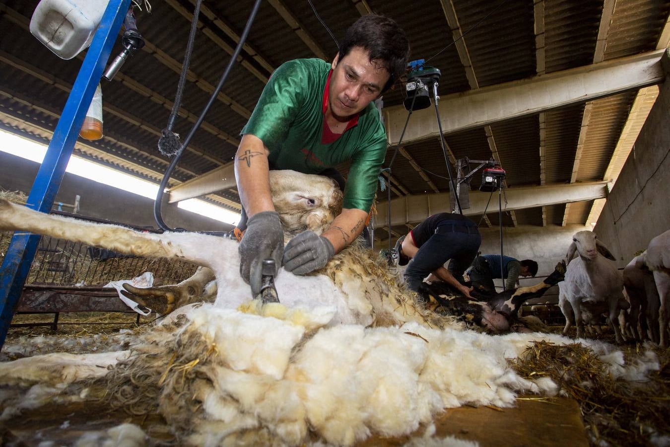 Fotos: Esquiladores uruguayos trabajan en una explotación de Villafrechós