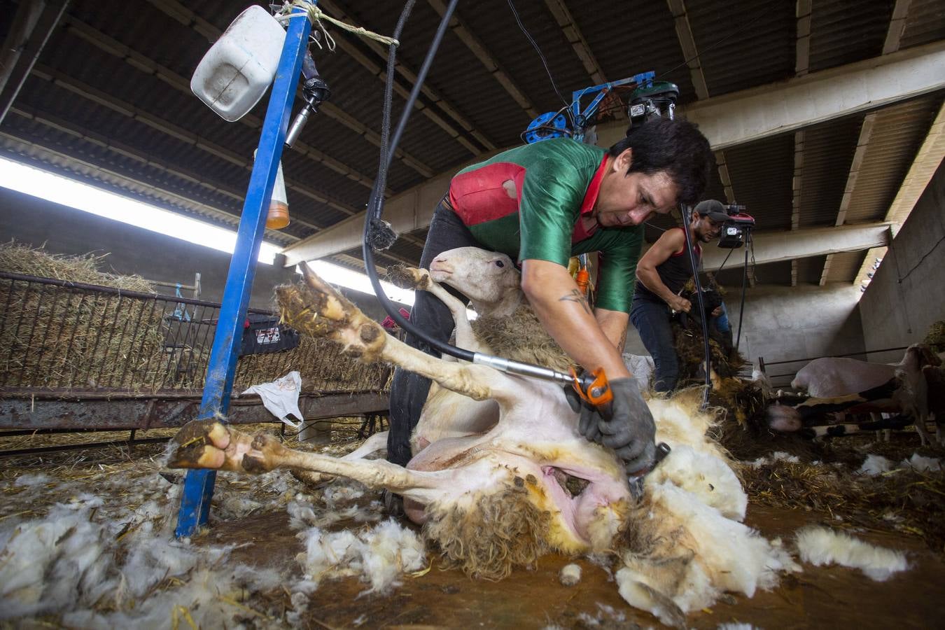 Fotos: Esquiladores uruguayos trabajan en una explotación de Villafrechós