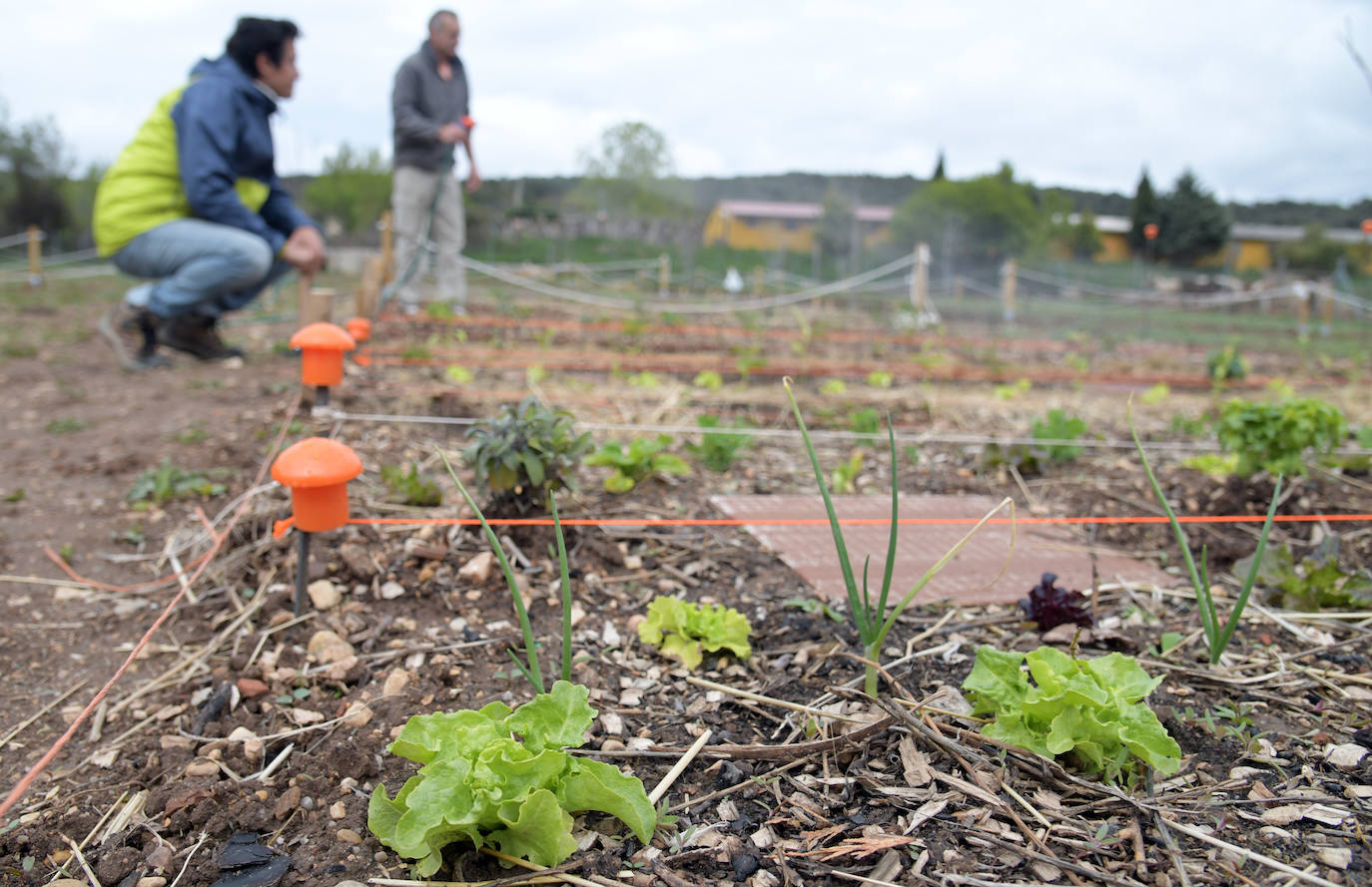 Proyecto 'Huertos sostenibles' en Covarrubias. 