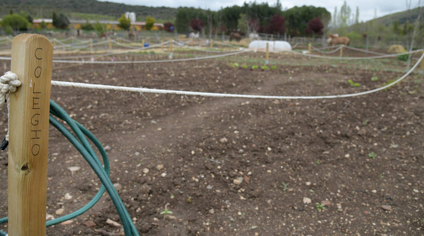 Imagen secundaria 2 - 'Huertos sostenibles'. 