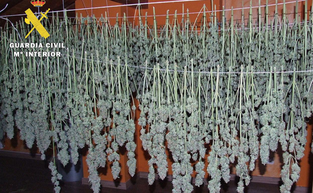 Plantación de marihuana. 