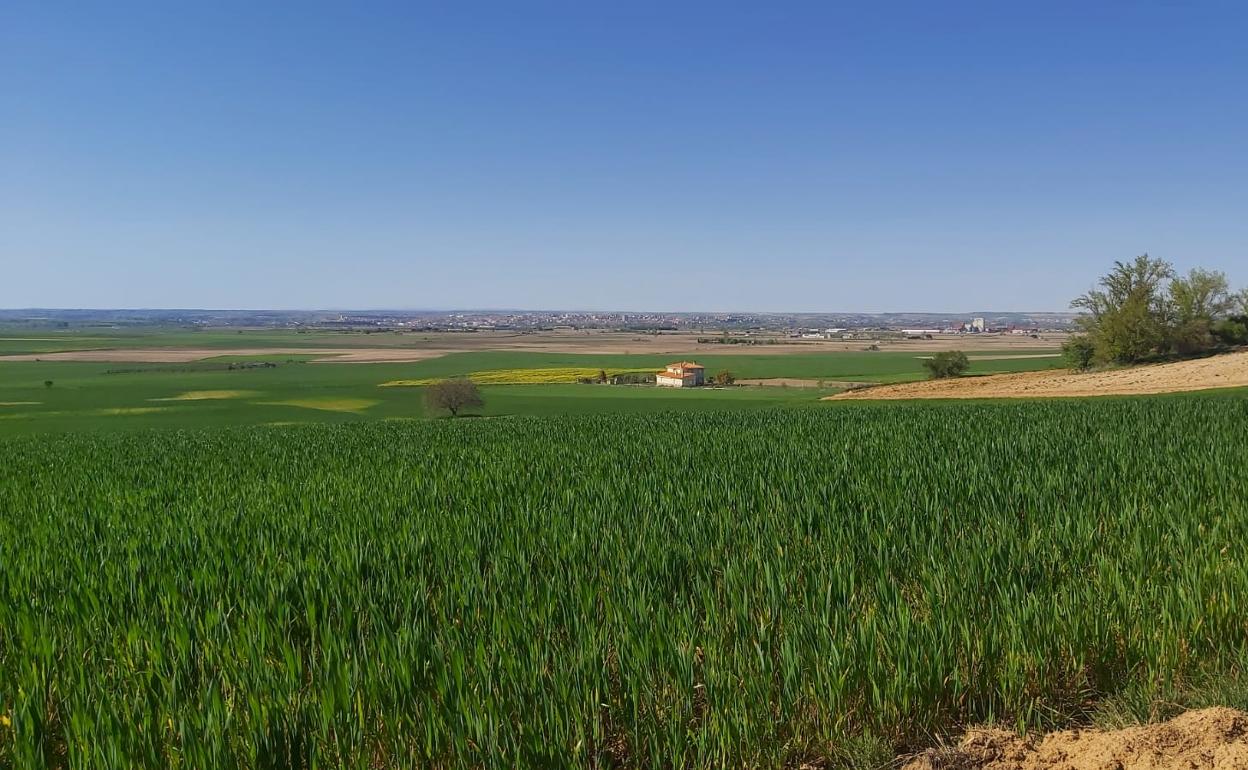 Tierras de cultivo en la comarca de Tierra del Vino de la provincia de Zamora. 