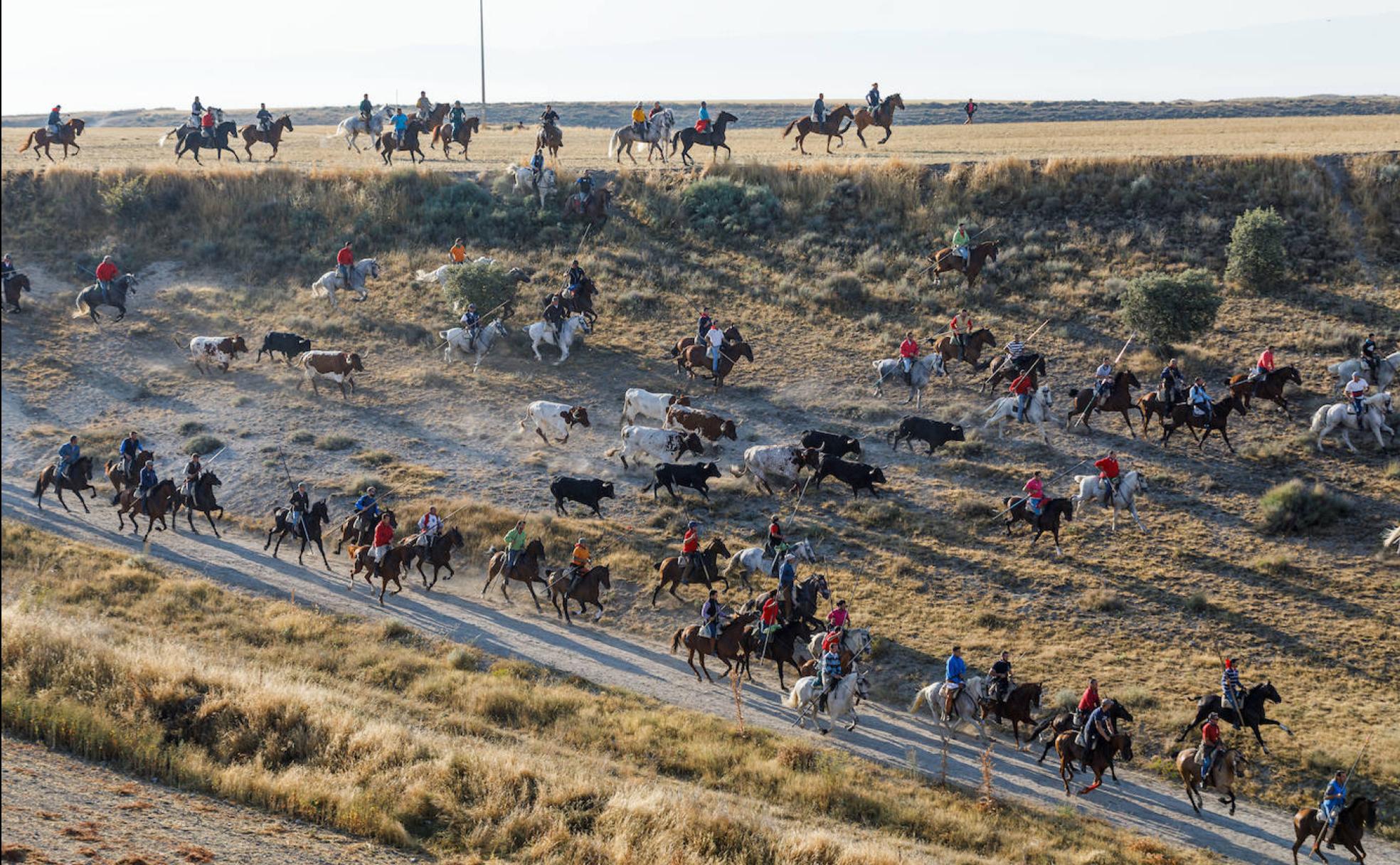 Los toros son conducidos por el campo en uno de los encierros de las fiestas.