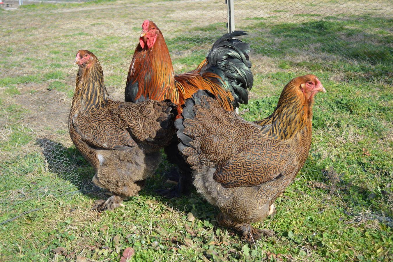 Garllinas y gallo de raza Brahma, de origen asiático.