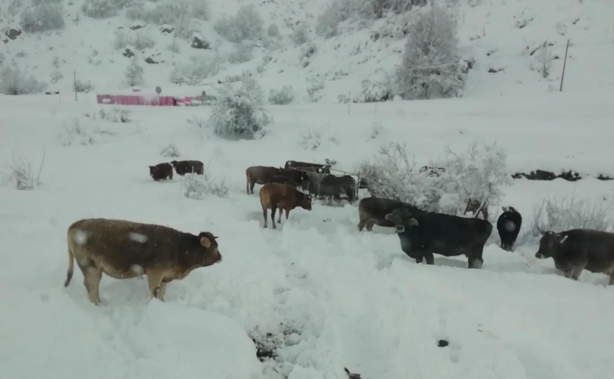 Las vacas entre la nieve en la montaña de León durante la borrasca 'Filomena'. 