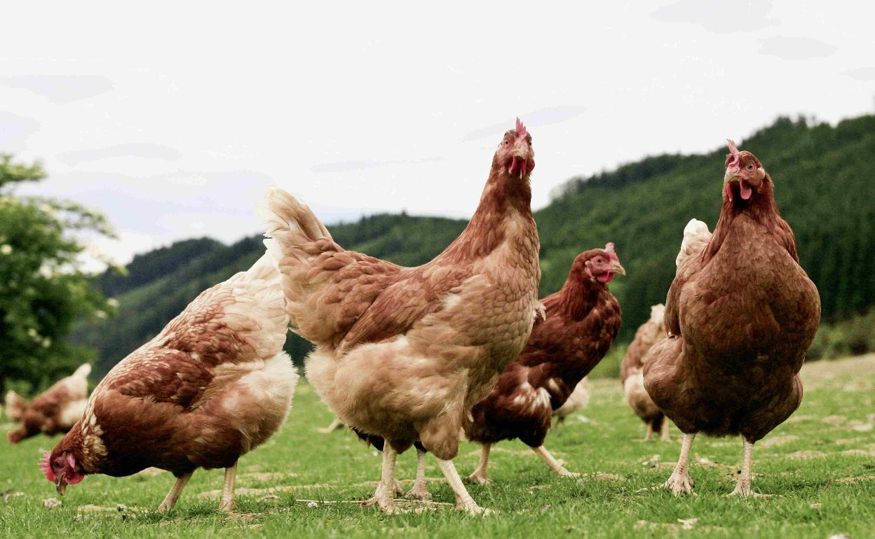 Gallinas picoteando. 