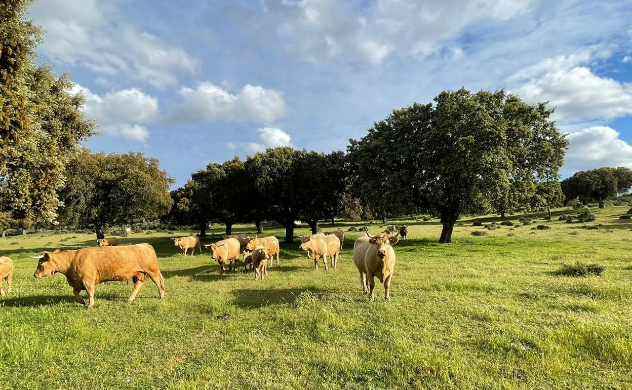 En vacuno de reproducción hay 1,4 millones de animales asegurados.