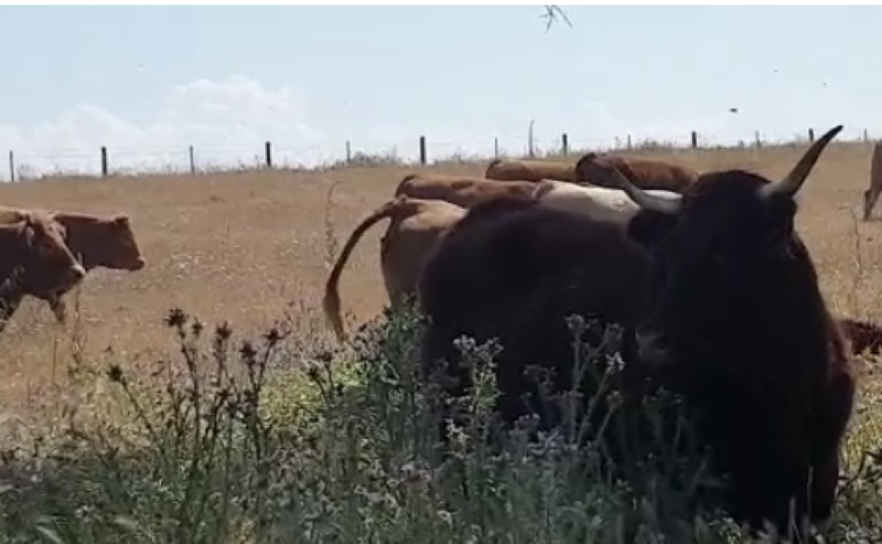 Las vacas de Nicolás en el término de Ituero de Azaba, Salamanca. 