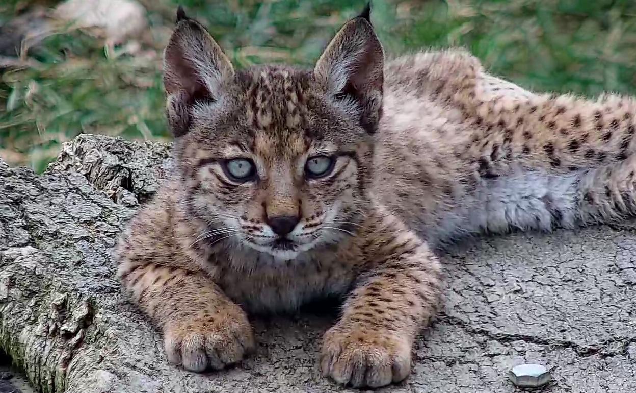 Uno de los cachorros de lince ibérico. 