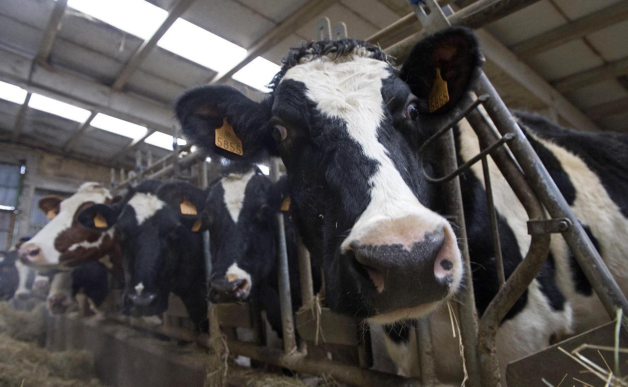 Explotación de vacuno de leche en la provincia de Burgos. 