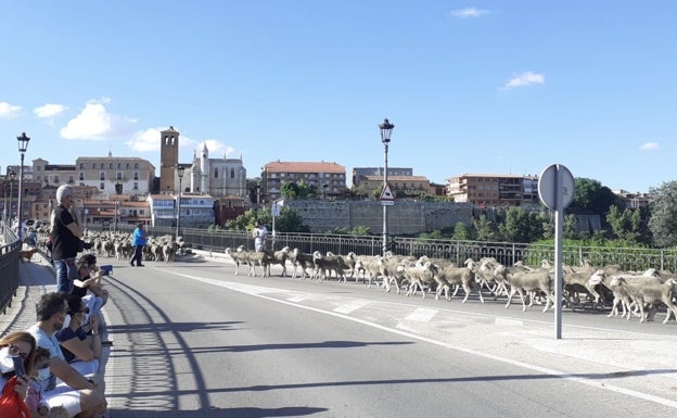 Las ovejas acceden a Tordesillas a través del puente. 