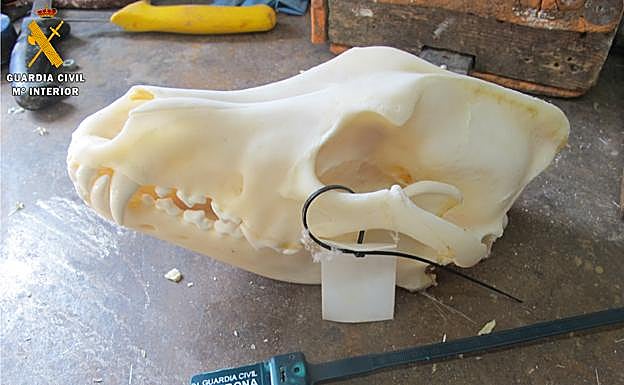 Cráneo de lobo decomisado por la Guardia Civil.