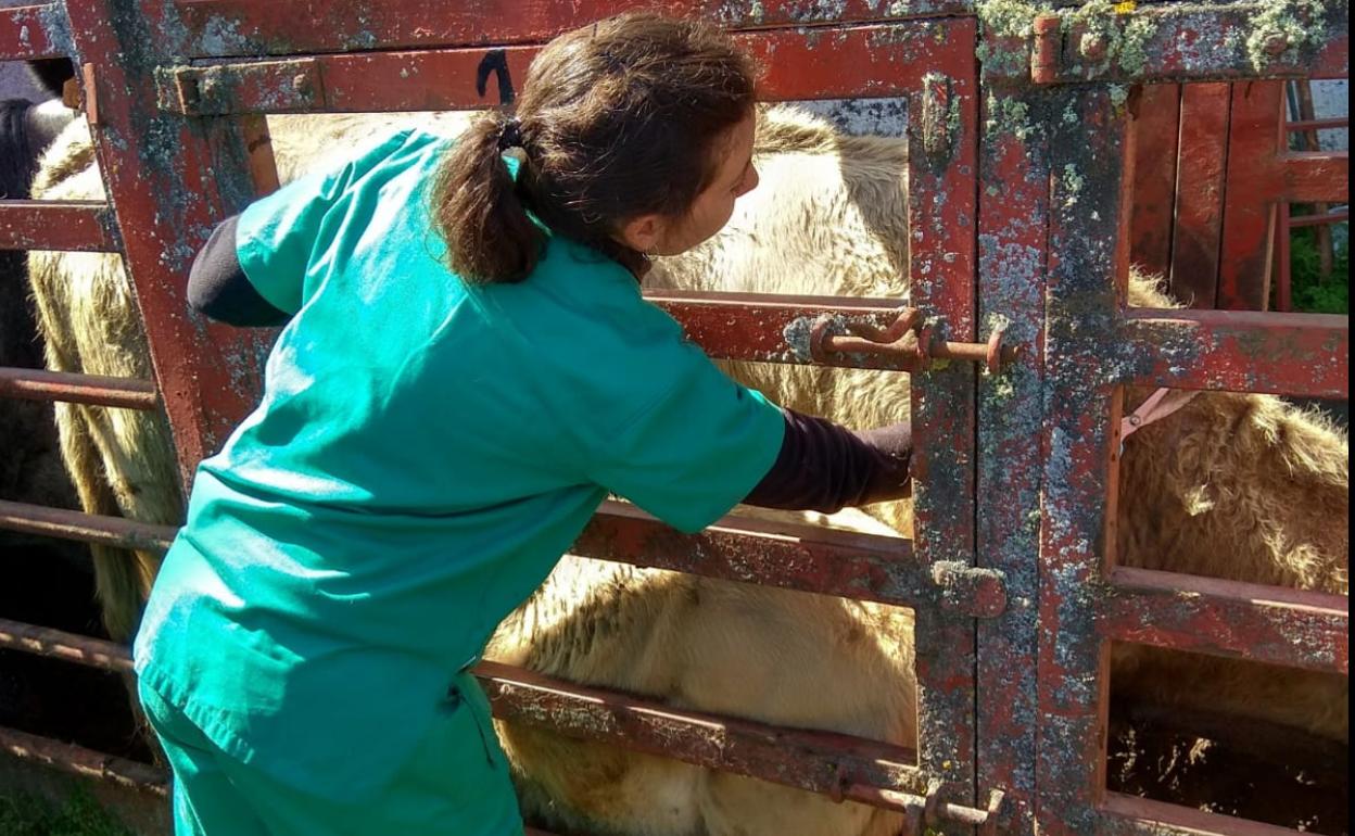 Saneamiento ganadero en una explotación de la región. 