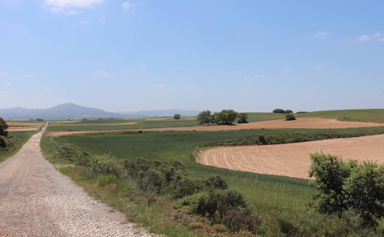 Los Barrios de Bureba cuenta con unos 300 hectáreas de tierras de cultivo de regadío. 