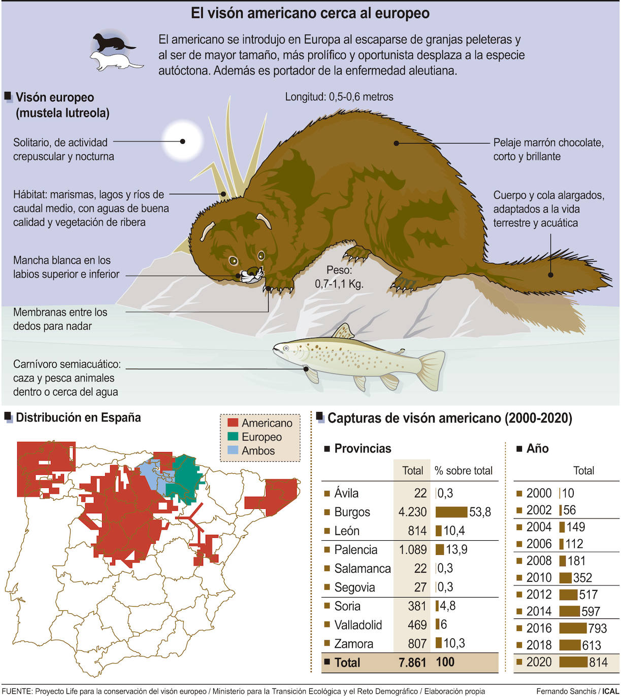 Fuente: Proyecto Life para la conservación del visón europeo. Ministerio para la Transición Ecológica y el Reto Demográfico. 