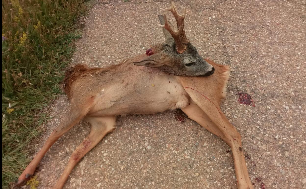 Los furtivos decapitaron al animal para llevarse la cabeza como trofeo.