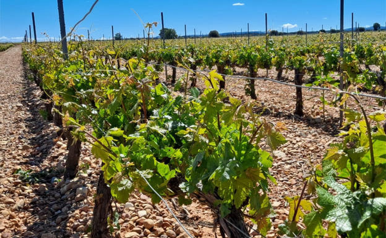 Viñedos de la Ribera del Duero. 