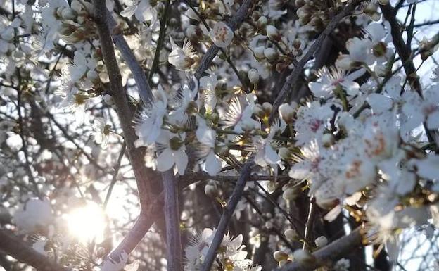 Almendros en flor en Poza. 