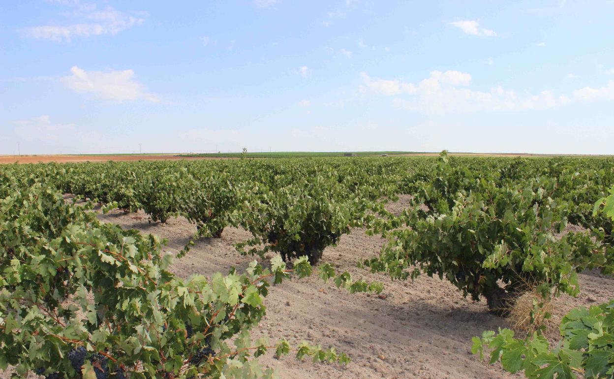 Viñedos en Castilla y León. 