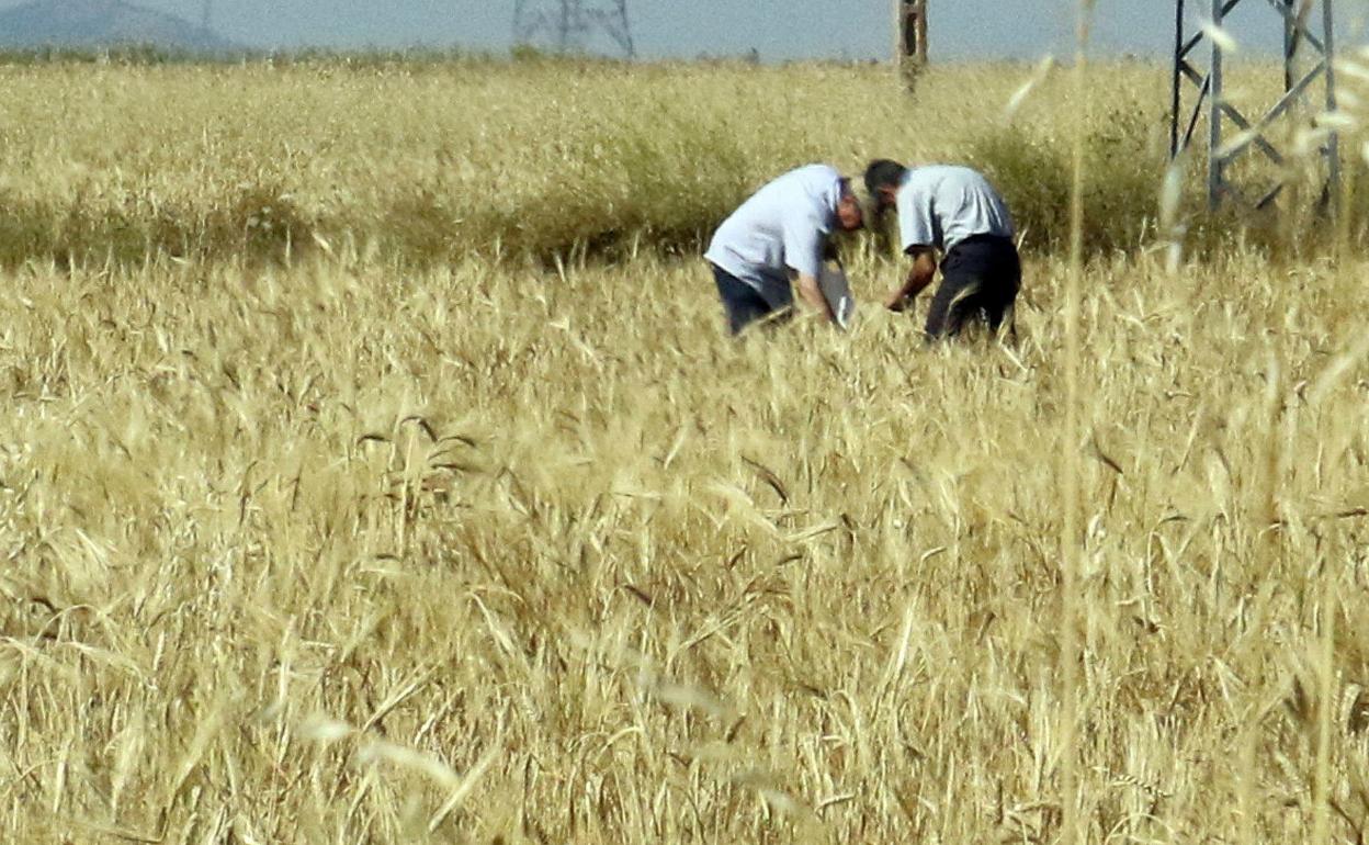 Dos agricultores observan una parcela. 