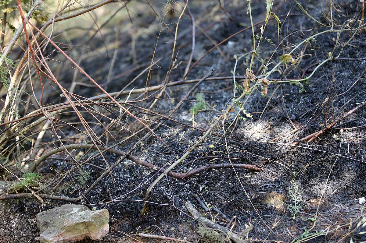 Fotos: Las consecuencias del fuego en el entorno del Castillo de Burgos