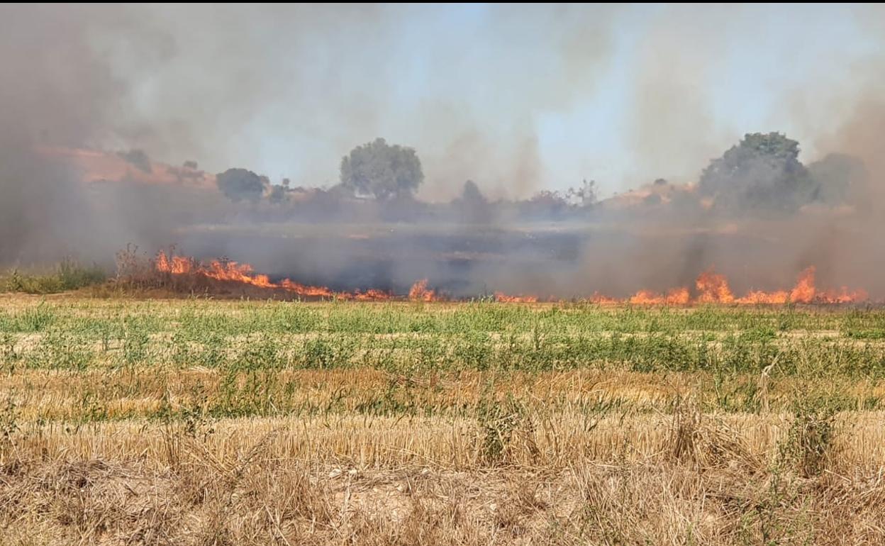 Un incendio calcina casi 20 hectáreas de cereal en Presencio