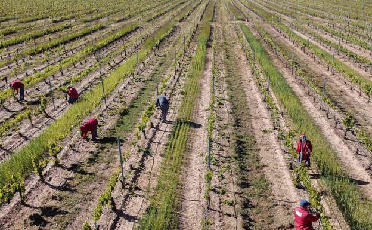 Trabajadores recogiendo la uva en Aranda de Duero (Burgos)