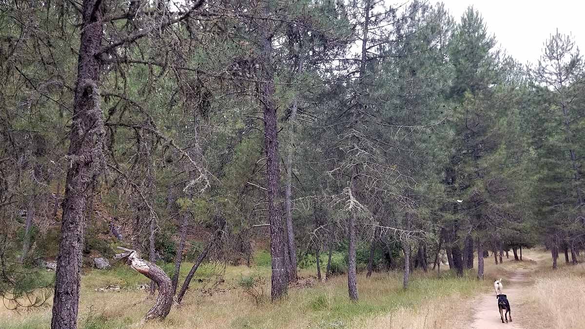 Fotos: Recorrer las esculturas naturales que el río Lobos ha esculpido