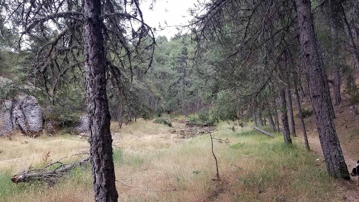 Fotos: Recorrer las esculturas naturales que el río Lobos ha esculpido