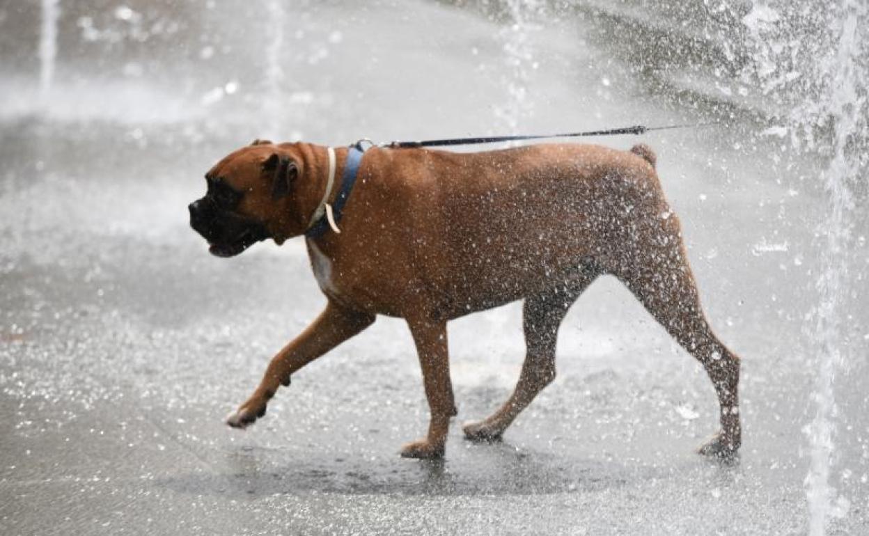 Un perro se refresca en una fuente de Valencia. 