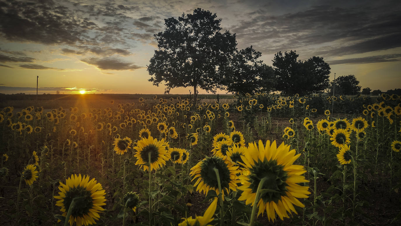 Los 12 kilómetros que separan el Burgo Ranero de Reliegos son una gigantesca explotación de girasol que se pierde en el horizonte. La temperatura nos ha dado unas horas de tregua, así que aprovechamos para quemar kilómetros con la vista puesta ya en León.