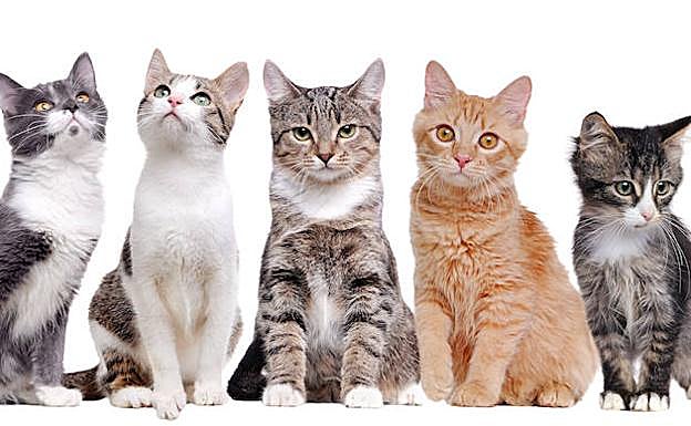 Las siete vidas de un gato