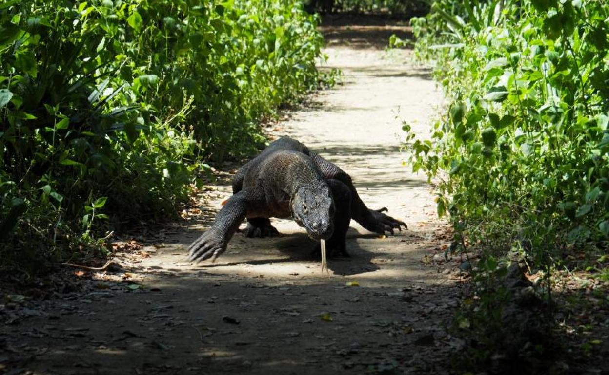 Un dragón de komodo. 