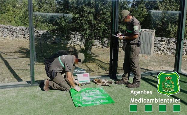 Los agentes medioambientales recogen algunos cadáveres de pájaros muertos por choques contra los cristales. 