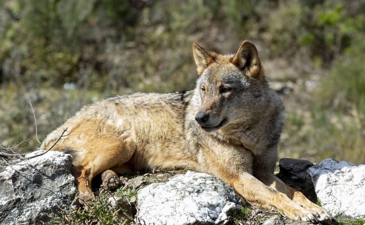 Un ejemplar de lobo ibérico en la Sierra de la Culebra, en Zamora. 