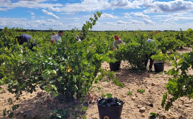 Castilla y León encara una vendimia de calidad pero con merma generalizada de la cosecha