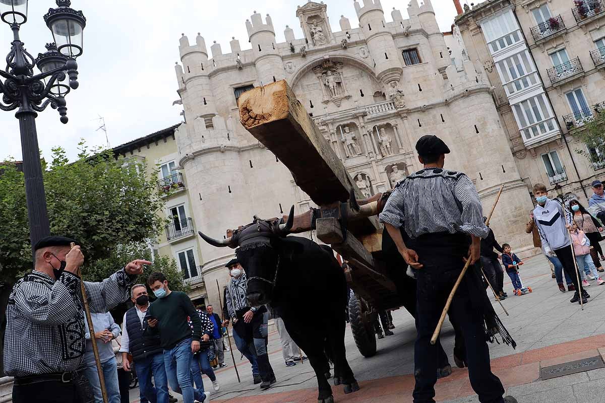 La Cabaña Real de Carreteros celebra el VIII Centenario de la Catedral de Burgos dedicándole su Ruta Carreteril 'El bosque de la Catedral'. Han acarreado una viga de cientos de años por el centro de Burgos. 