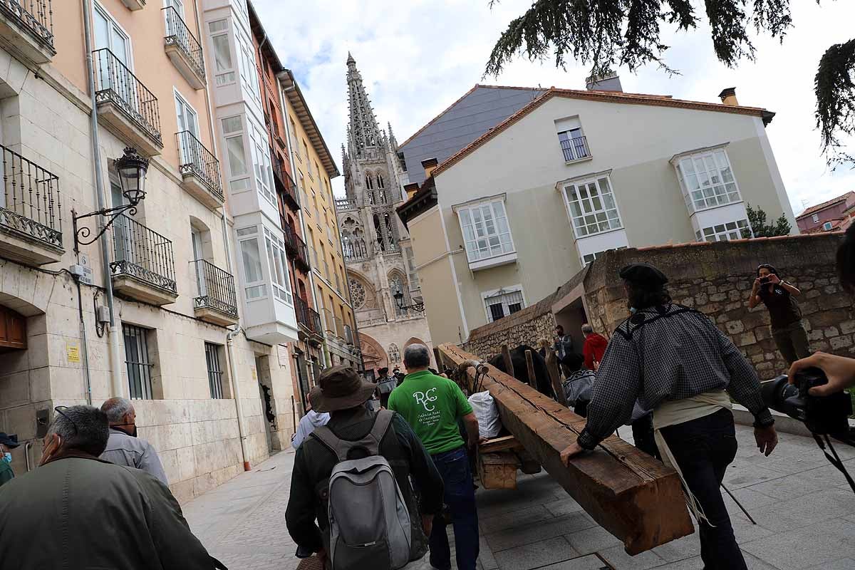 La Cabaña Real de Carreteros celebra el VIII Centenario de la Catedral de Burgos dedicándole su Ruta Carreteril 'El bosque de la Catedral'. Han acarreado una viga de cientos de años por el centro de Burgos. 