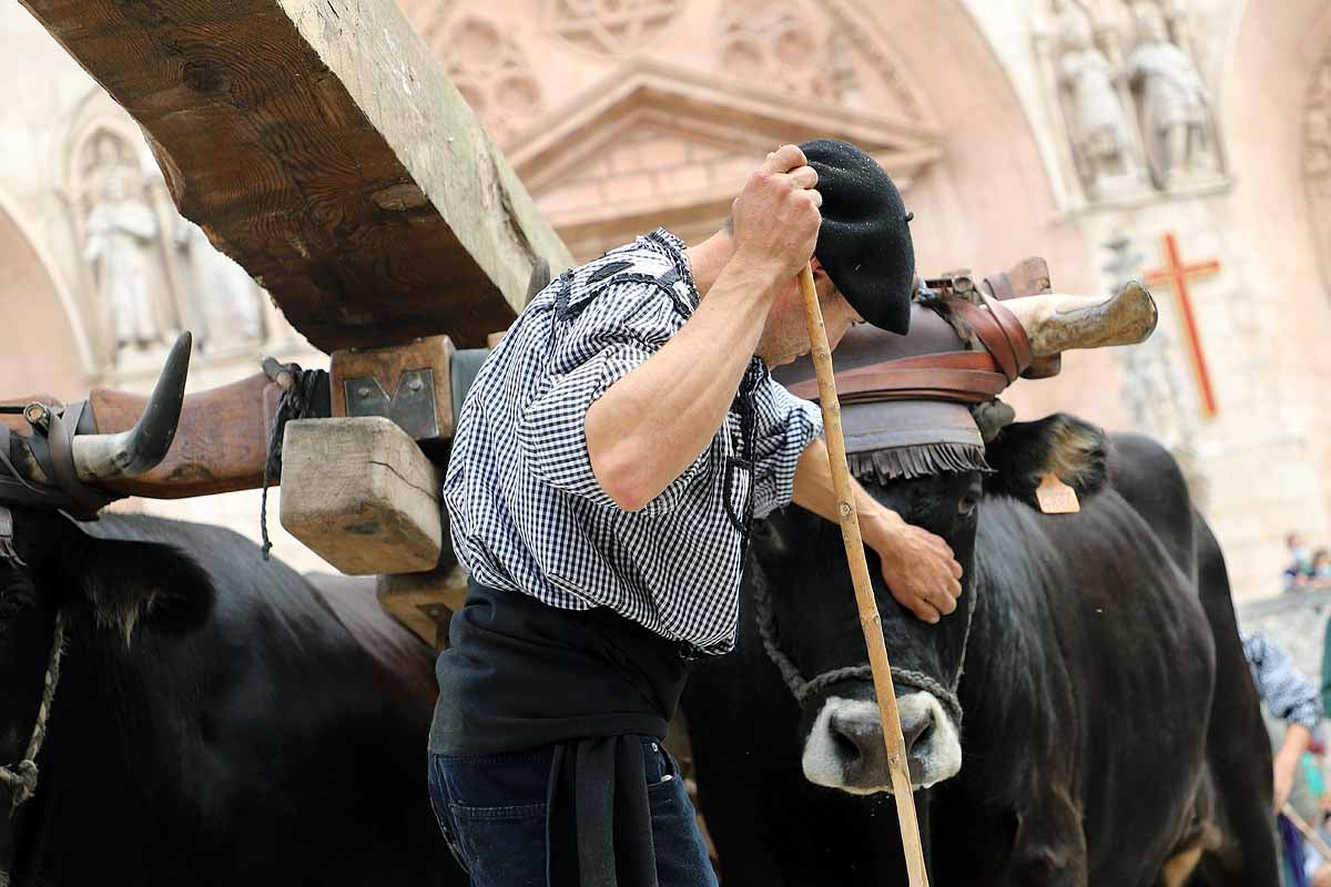 La Cabaña Real de Carreteros celebra el VIII Centenario de la Catedral de Burgos dedicándole su Ruta Carreteril 'El bosque de la Catedral'. Han acarreado una viga de cientos de años por el centro de Burgos. 