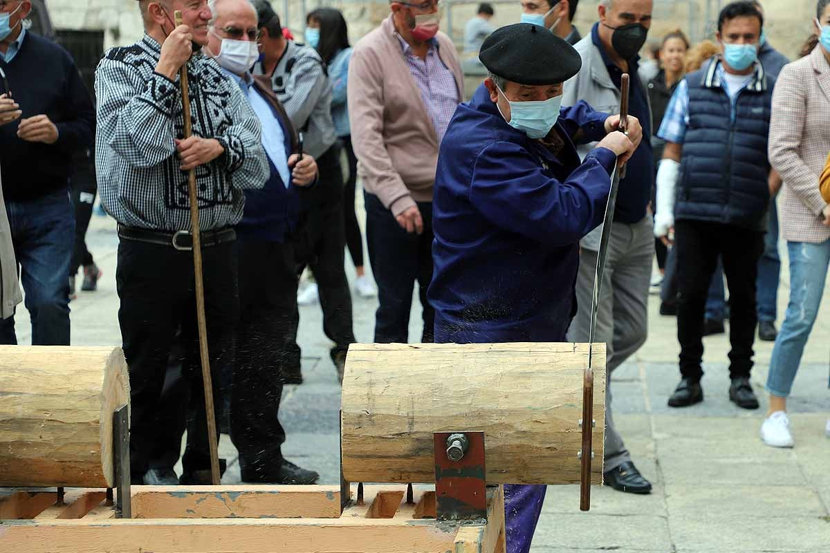 La Cabaña Real de Carreteros celebra el VIII Centenario de la Catedral de Burgos dedicándole su Ruta Carreteril 'El bosque de la Catedral'. Han acarreado una viga de cientos de años por el centro de Burgos. 