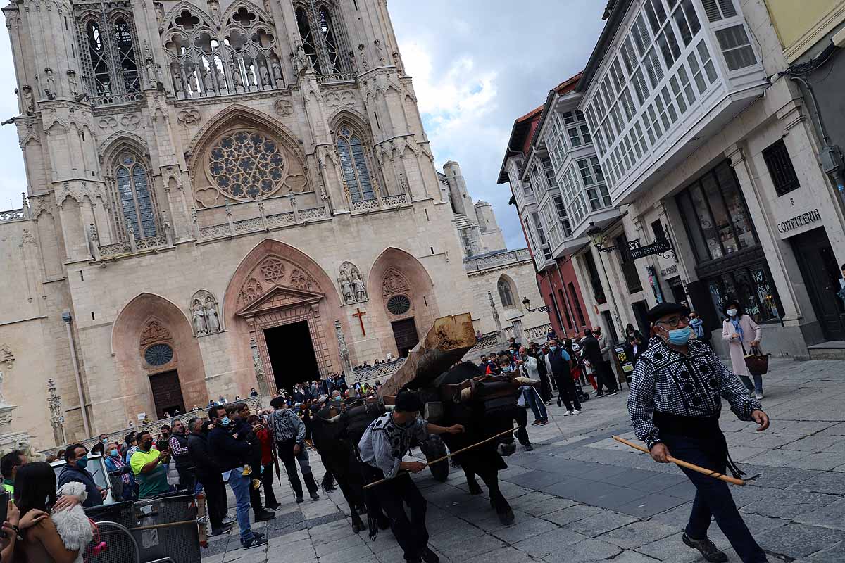 La Cabaña Real de Carreteros celebra el VIII Centenario de la Catedral de Burgos dedicándole su Ruta Carreteril 'El bosque de la Catedral'. Han acarreado una viga de cientos de años por el centro de Burgos. 