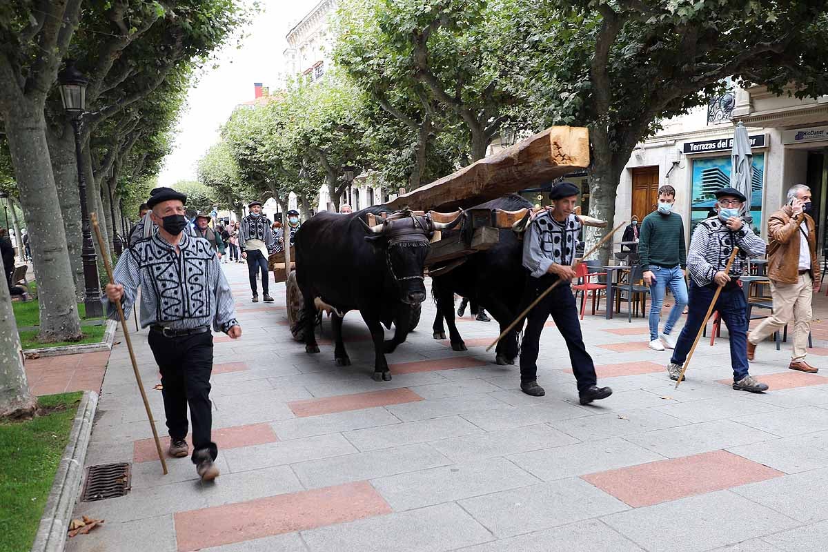 La Cabaña Real de Carreteros celebra el VIII Centenario de la Catedral de Burgos dedicándole su Ruta Carreteril 'El bosque de la Catedral'. Han acarreado una viga de cientos de años por el centro de Burgos. 