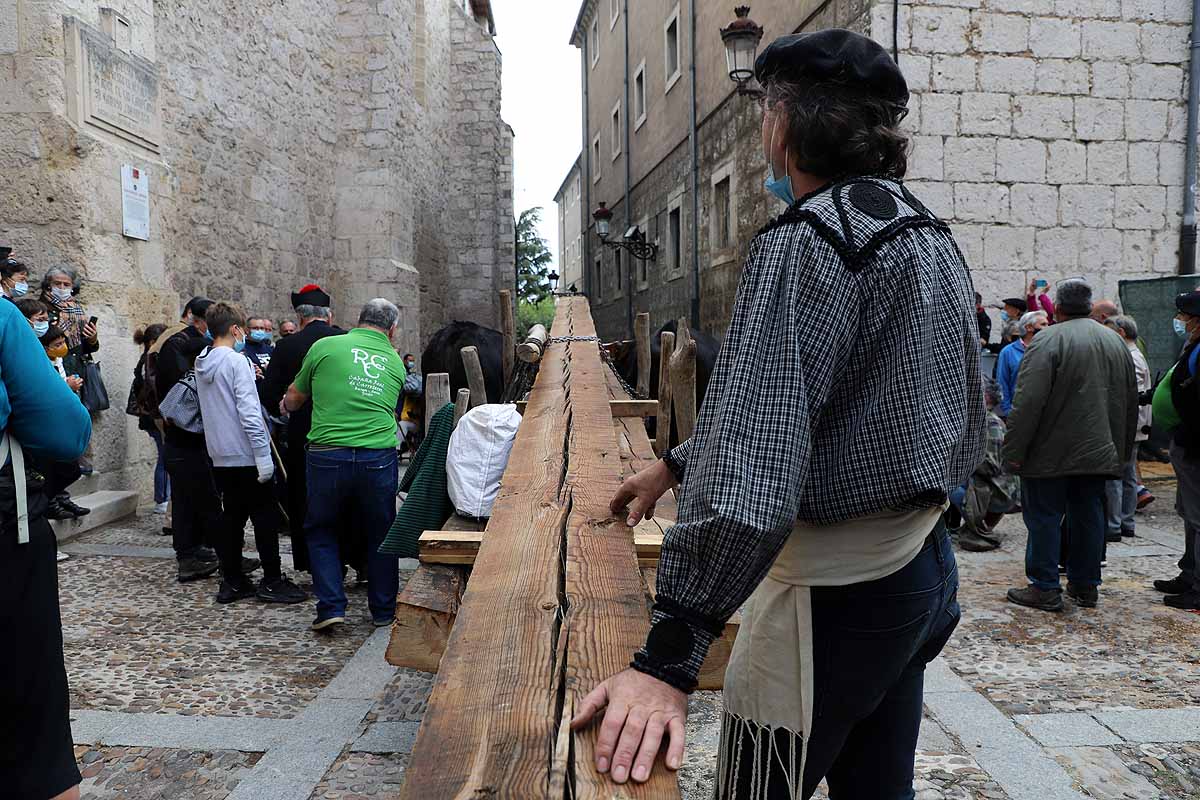 La Cabaña Real de Carreteros celebra el VIII Centenario de la Catedral de Burgos dedicándole su Ruta Carreteril 'El bosque de la Catedral'. Han acarreado una viga de cientos de años por el centro de Burgos. 