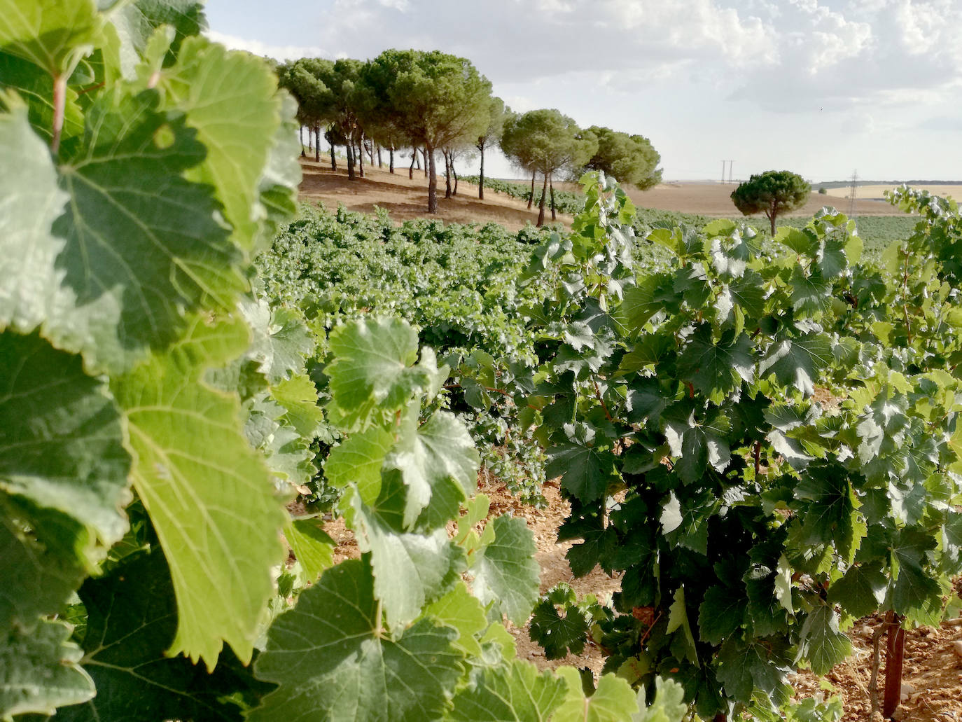 Viñedos en Castilla y León. 