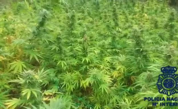 Desmantelan una plantación clandestina de marihuana en los entornos de Aranda