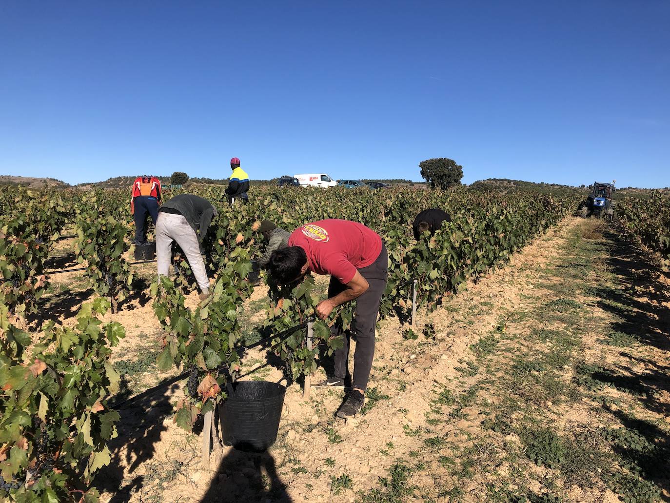 La Ribera del Duero se prepara para la campaña.