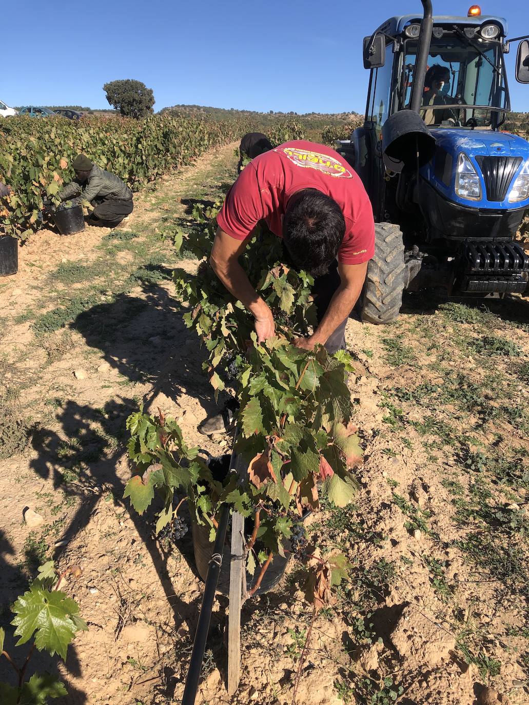 La Ribera del Duero se prepara para la campaña.