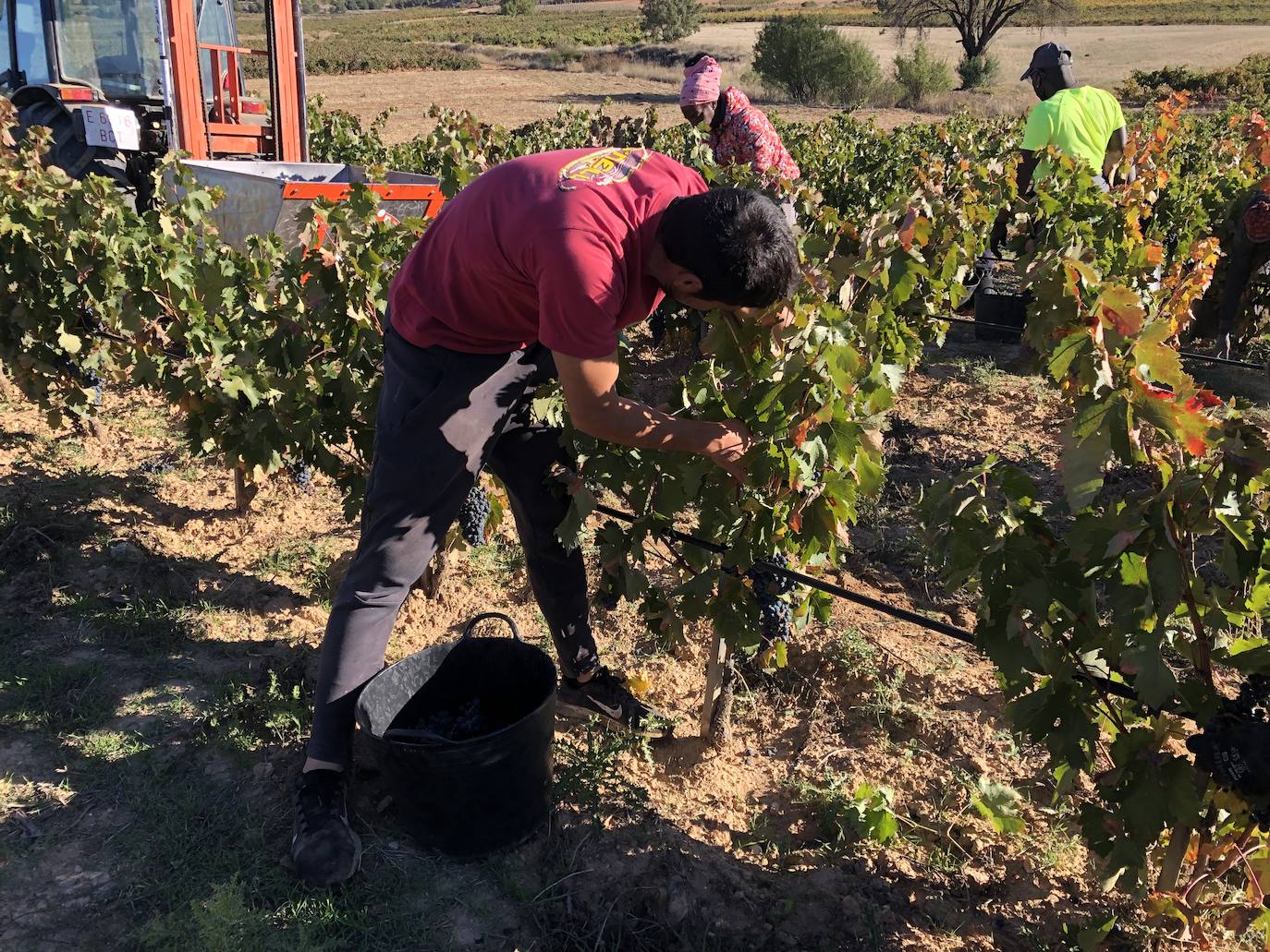 La Ribera del Duero se prepara para la campaña.